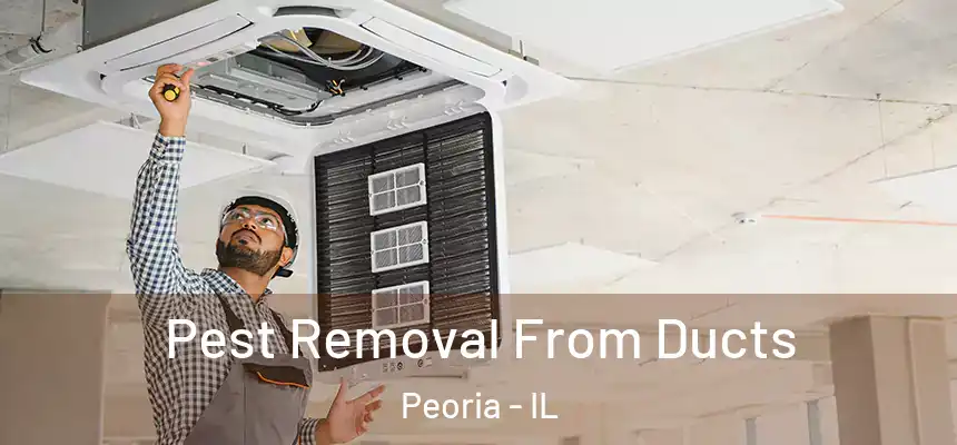  Pest Removal From Ducts Peoria - IL